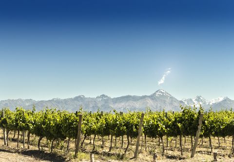 Vineyard with mountains background