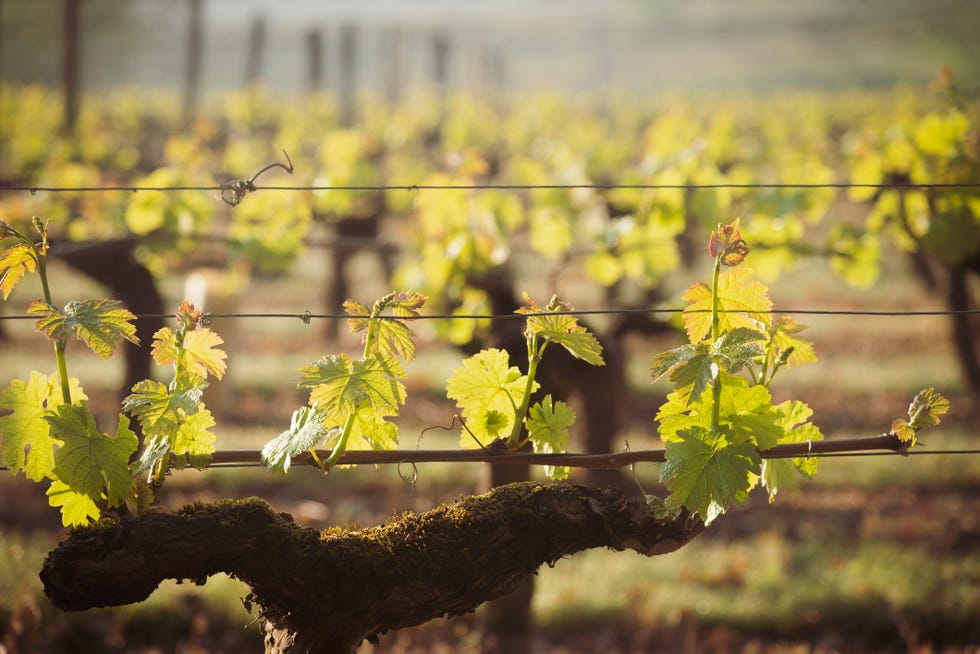 French vineyard