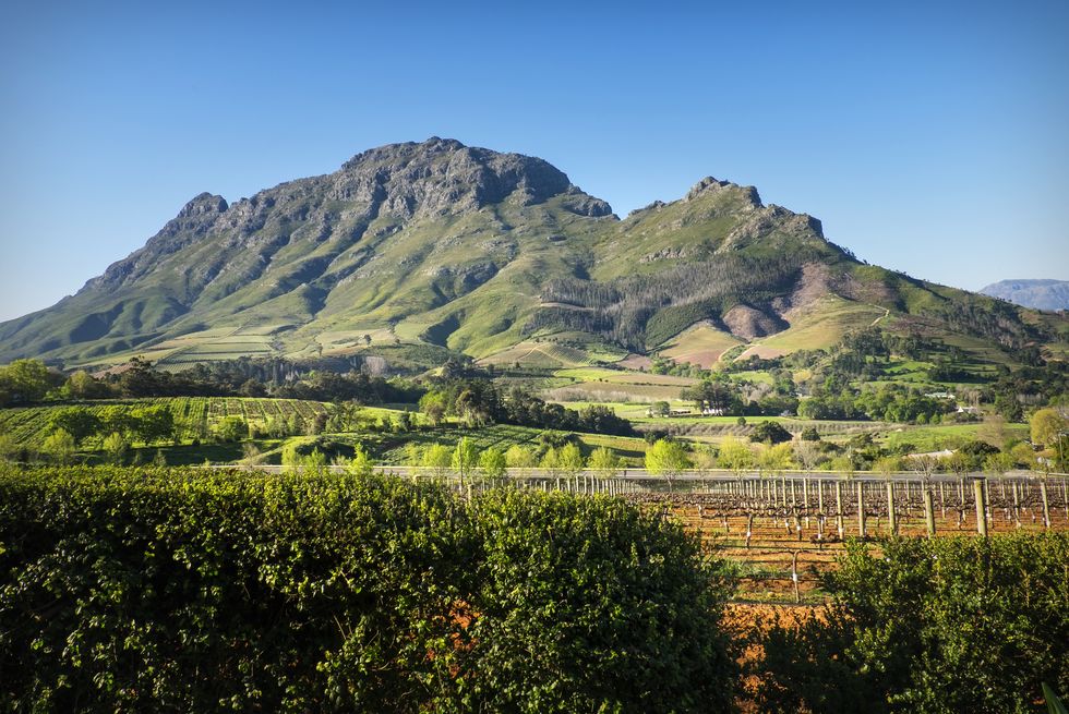 vineyards and mountains around franschhoek, south africa