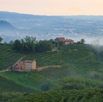 vineyards and white wine road valdobbiadene treviso italy europe