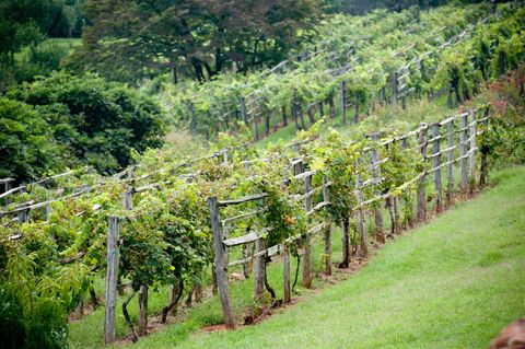 vineyard of thomas jeffersons monticello estate in charlottesville va photo by edwin remsburgvw pics via getty images