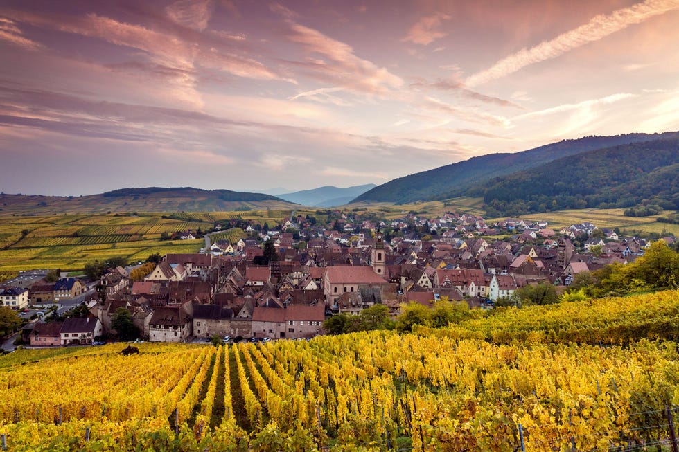 Heldergele wijngaarden omringen de huizen van het Franse stadje Riquewihr
