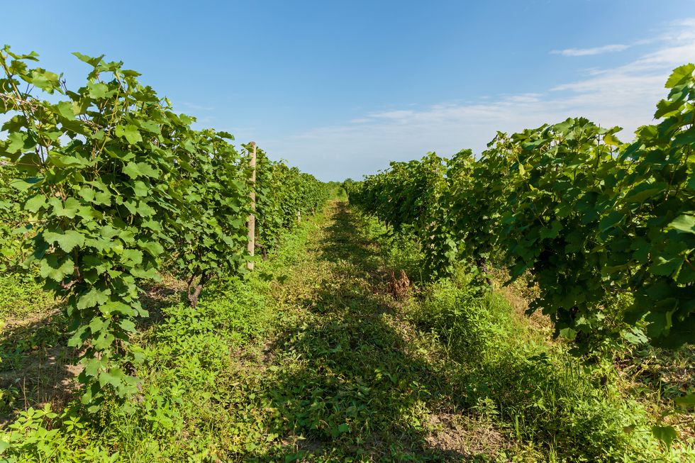 vineyards in georgia