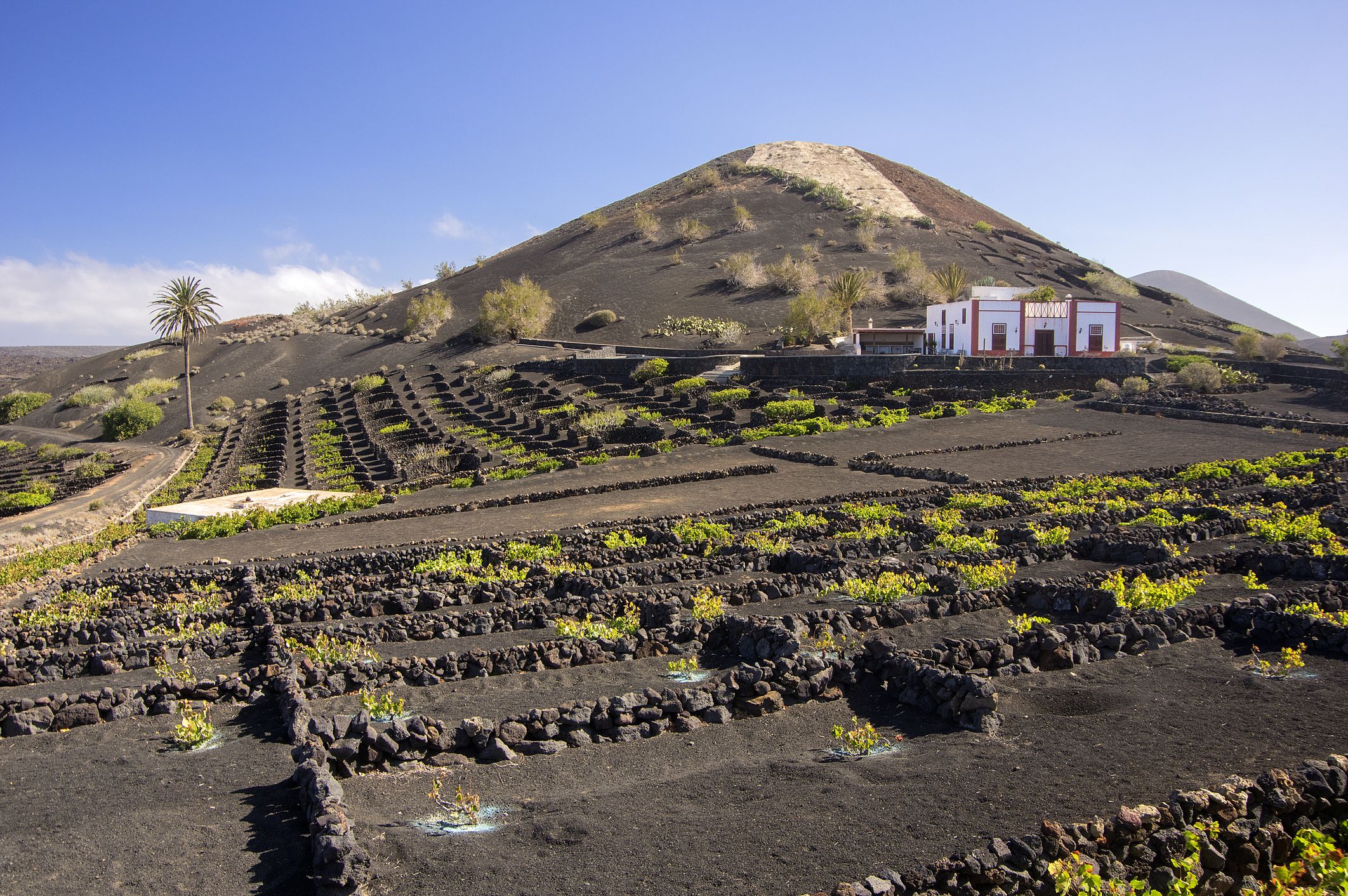 https://hips.hearstapps.com/hmg-prod/images/vineyards-in-la-geria-natural-park-lanzarote-canary-royalty-free-image-1659022375.jpg