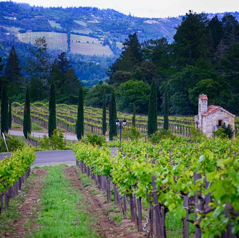 vineyards in napa valley in california