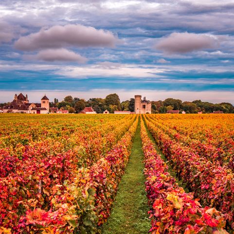vineyards in the autumn season, burgundy, france