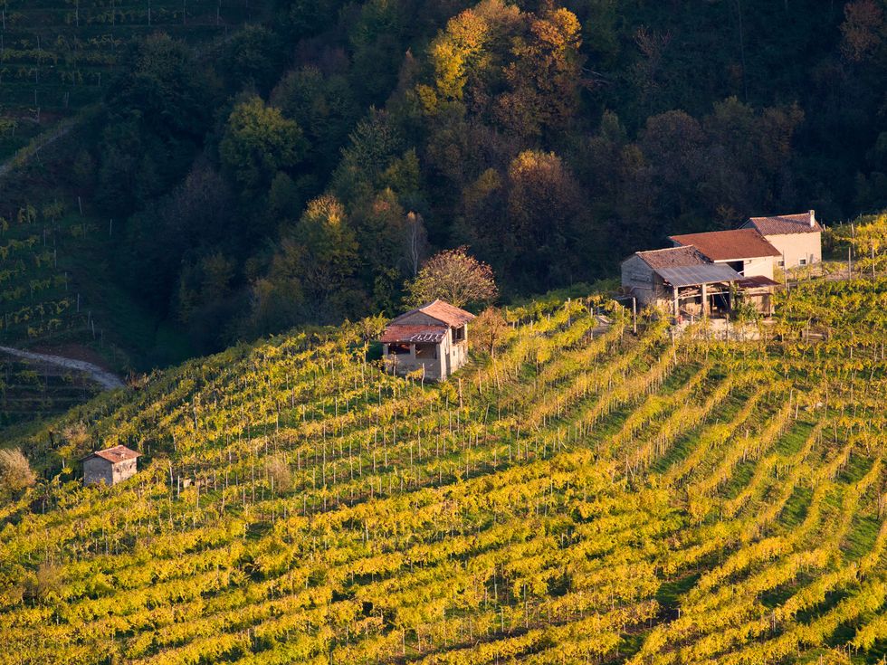 Vineyards in Valdobbiadene, land of Prosecco wine
