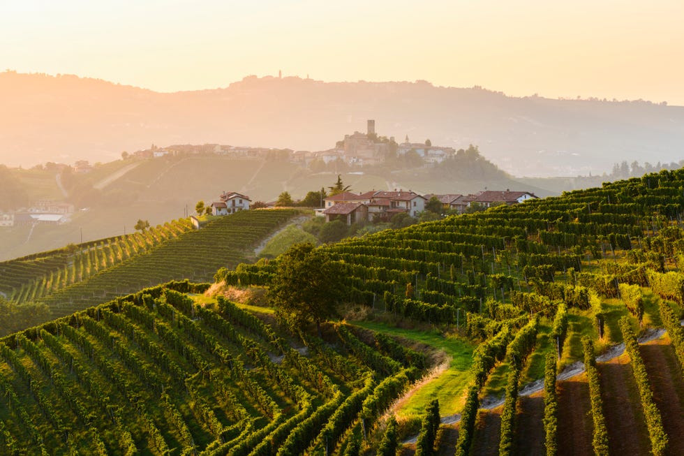 vineyards landscape at sunset, langhe roero wine region, italy unesco site