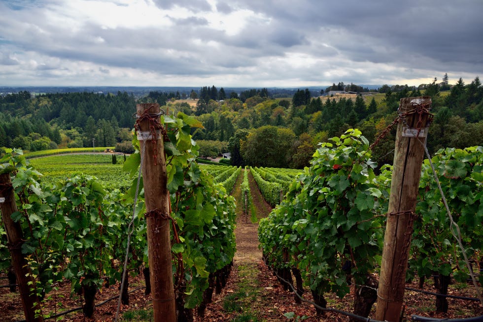 vineyards stretching down the valley and the willamette countryside valley beyond