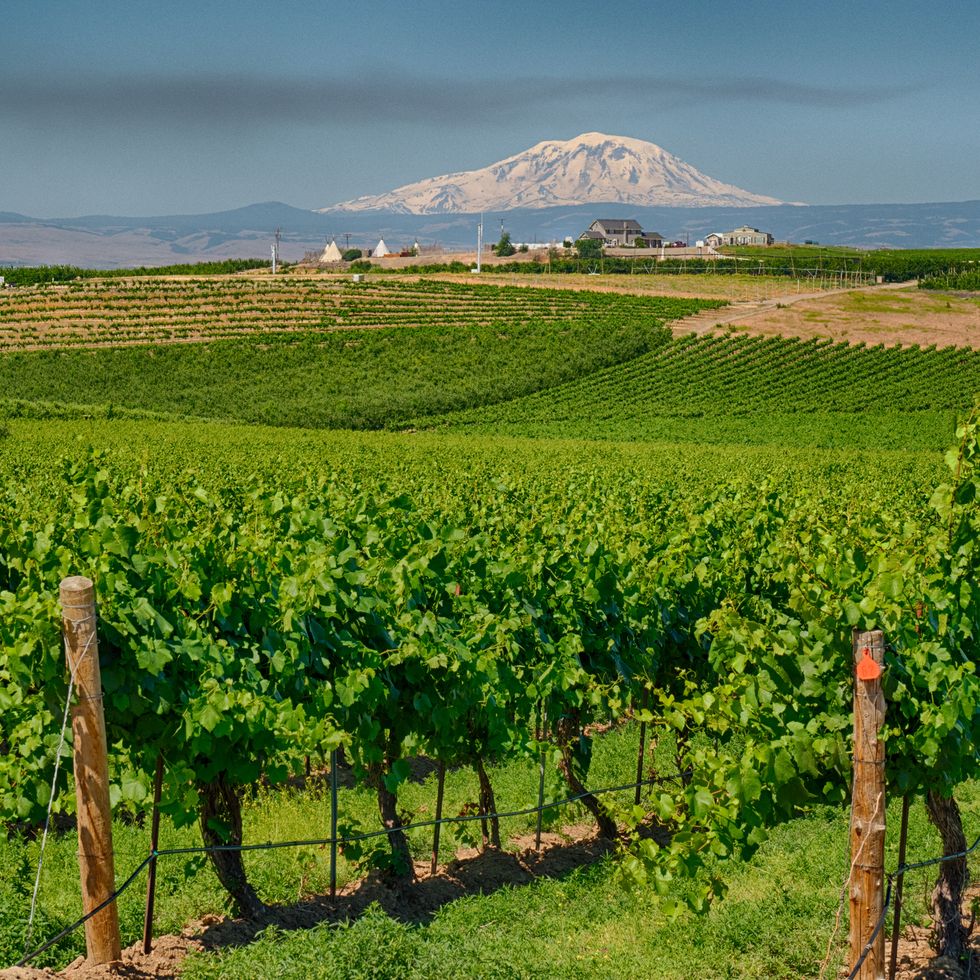 vineyards with mt adams in back ground
