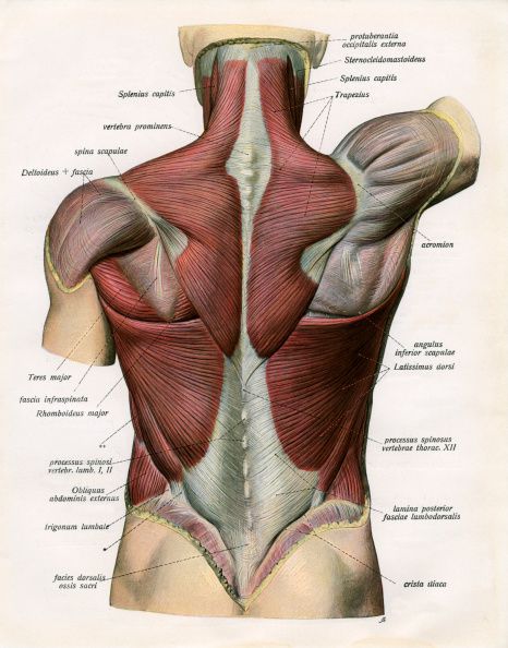 muscles of the human back