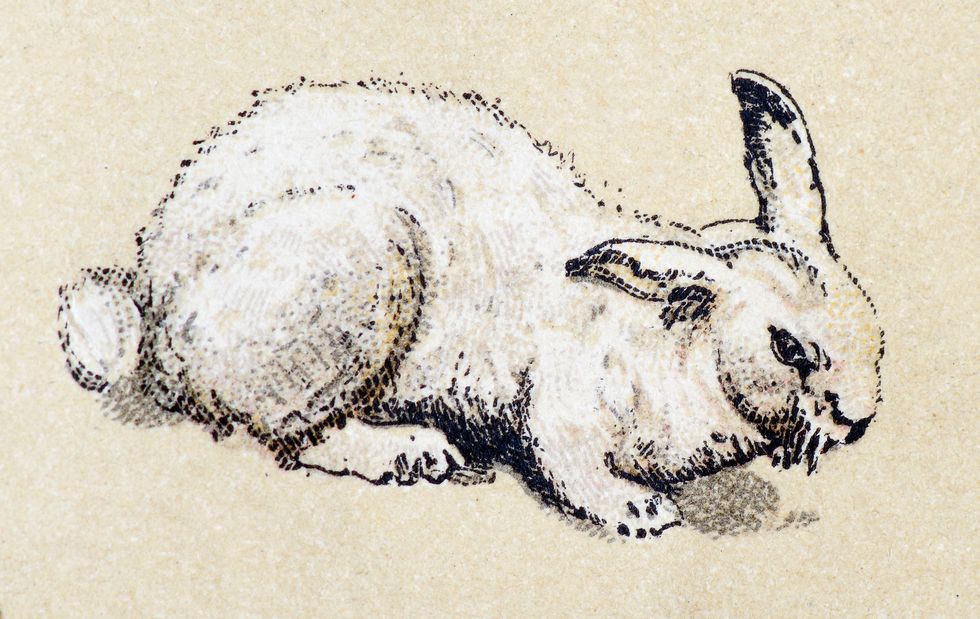 hare vintage animals antique illustration