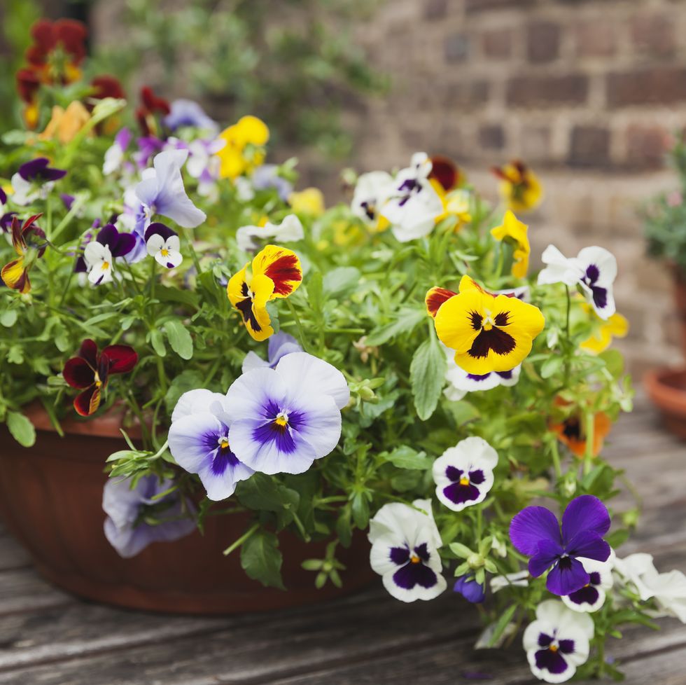 viola on garden table in flowerpot
