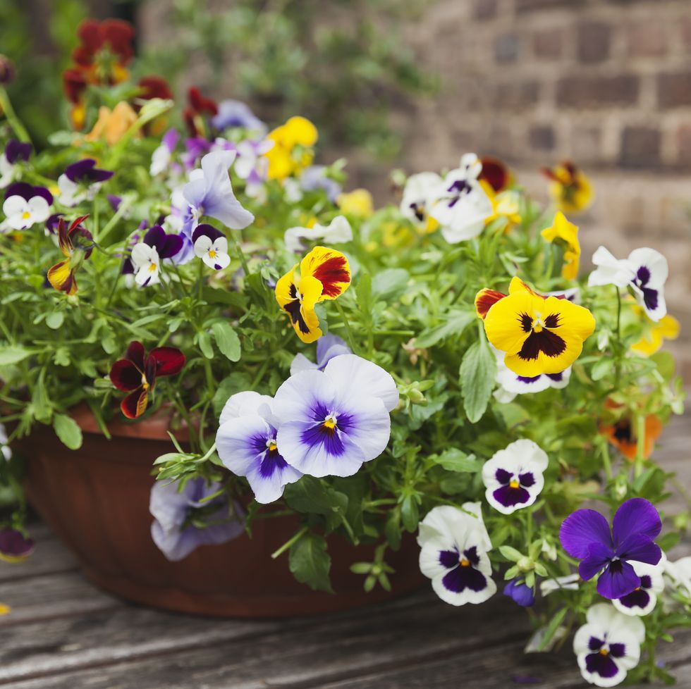 viola on garden table in flowerpot