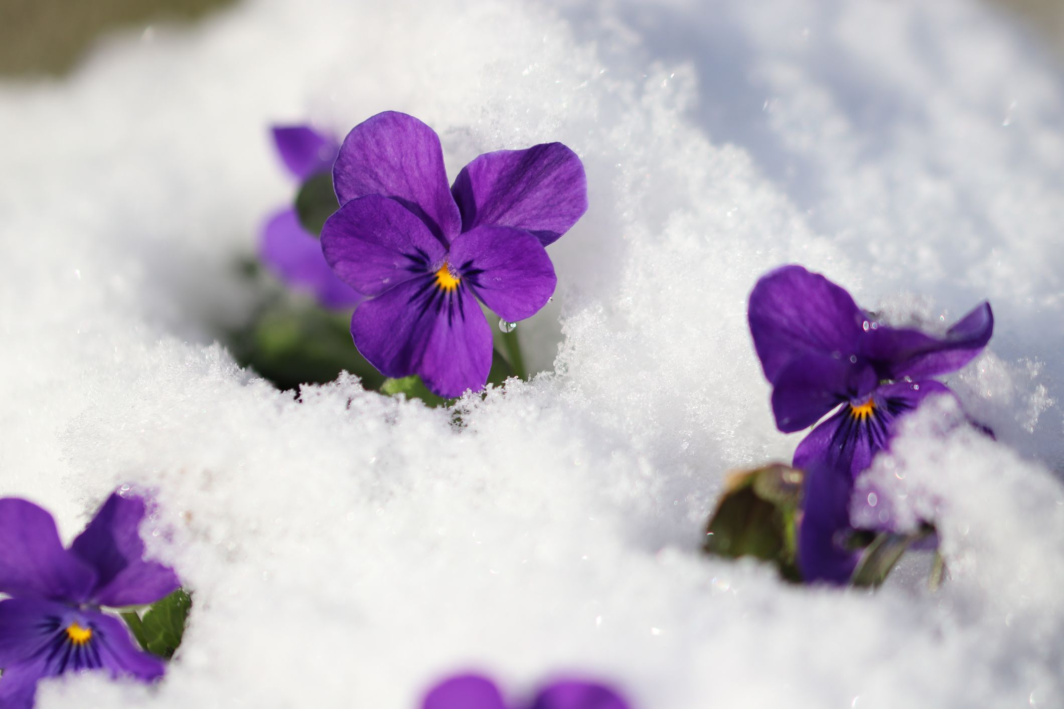 The 10 best winter flowers that bloom in wintertime