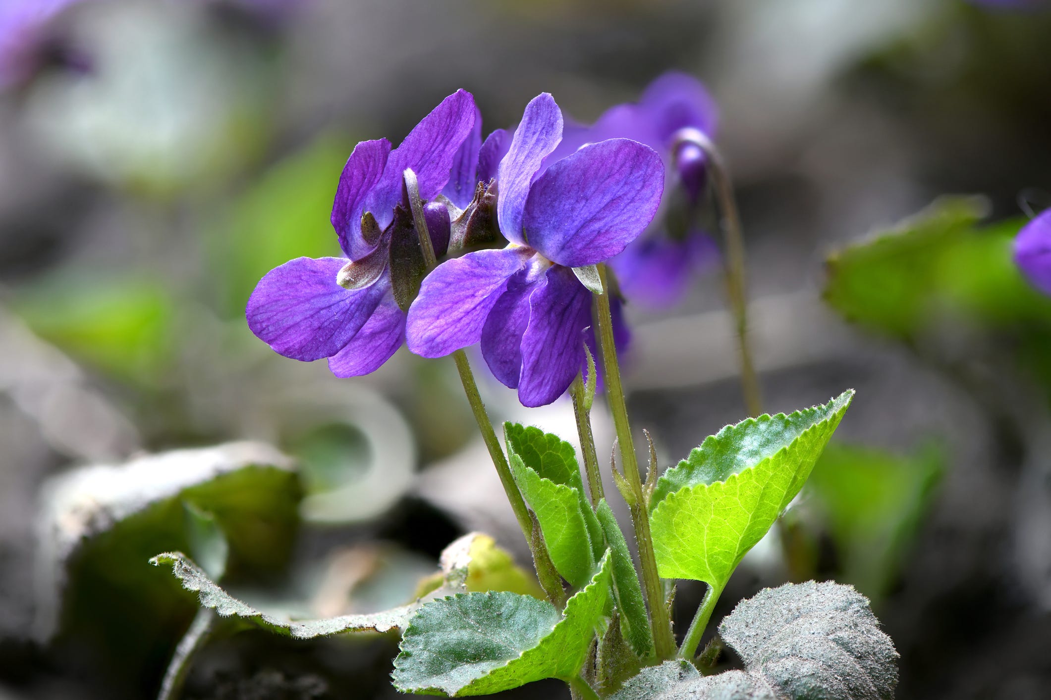 The Best Winter Bedding Plants