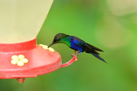 hummer on the feeder, cartage state, costa rica, central america