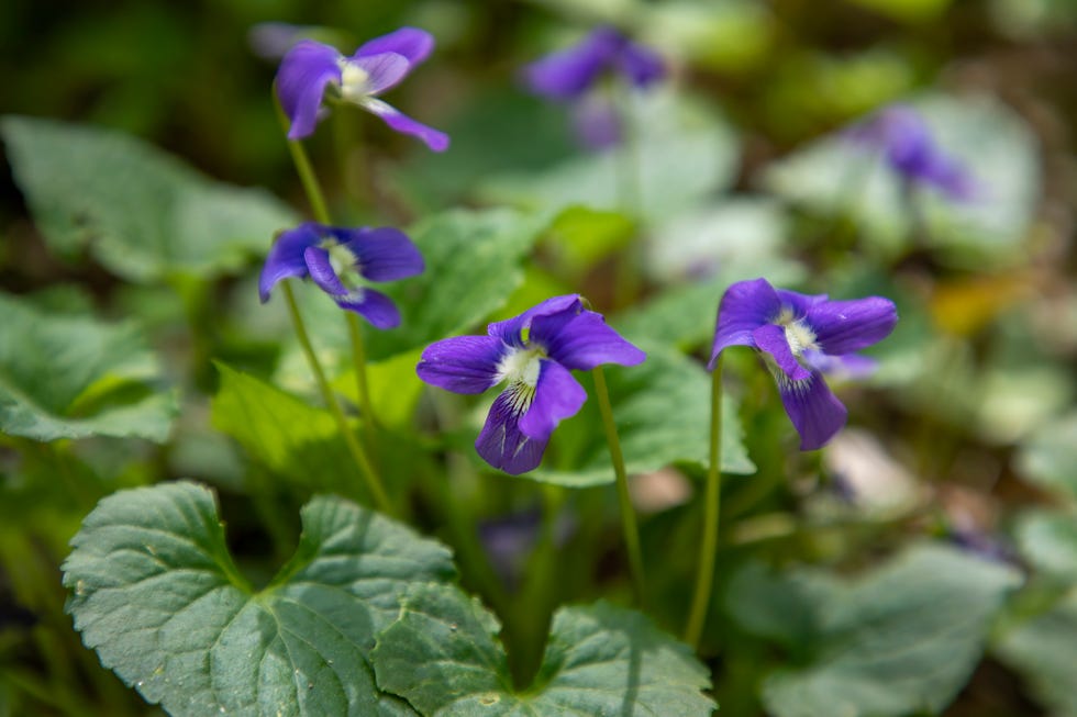 purple violas