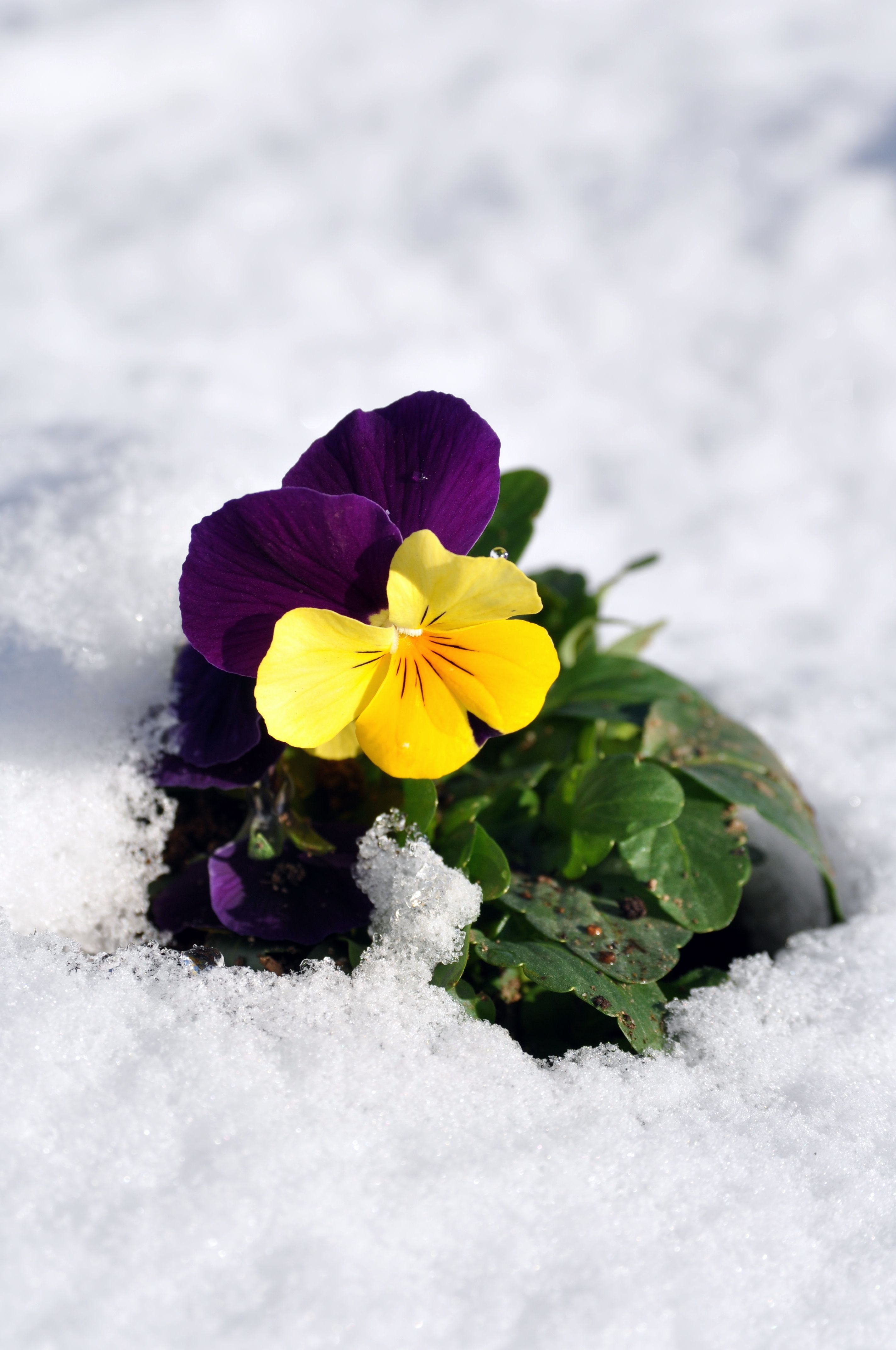 17 Winter Flowers 2024 That Thrive in the Cold