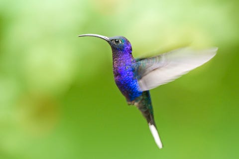 violet hummingbird