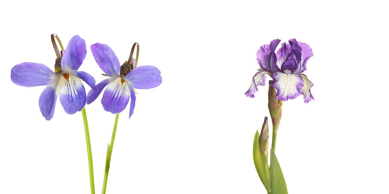 What is February s Birth Flower Violets and Irises Meanings