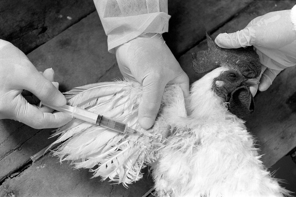 Controleurs nemen bloed af bij een kip voor een vogelgrieptest in Can Tho in Vietnam
