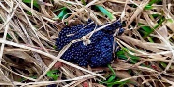 fake tick nest photo