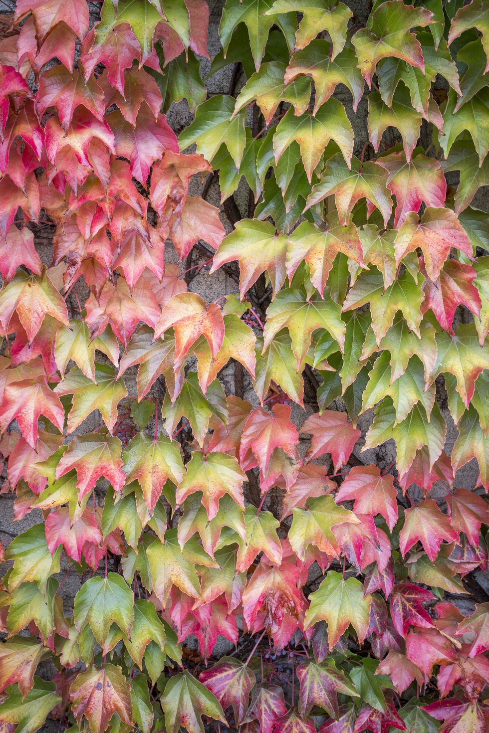 fast flowering vines autumn leaves of virginia creeper