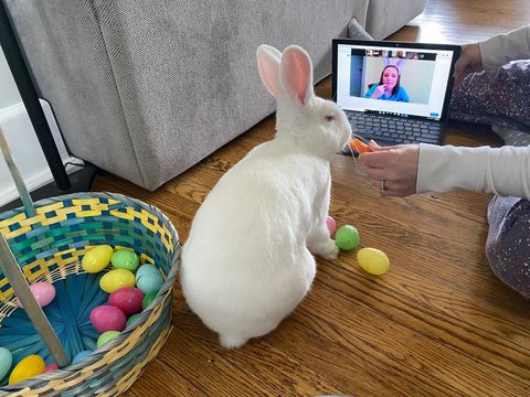 virtual-easter-bunny-meet-and-greet-arnie-on-video-call