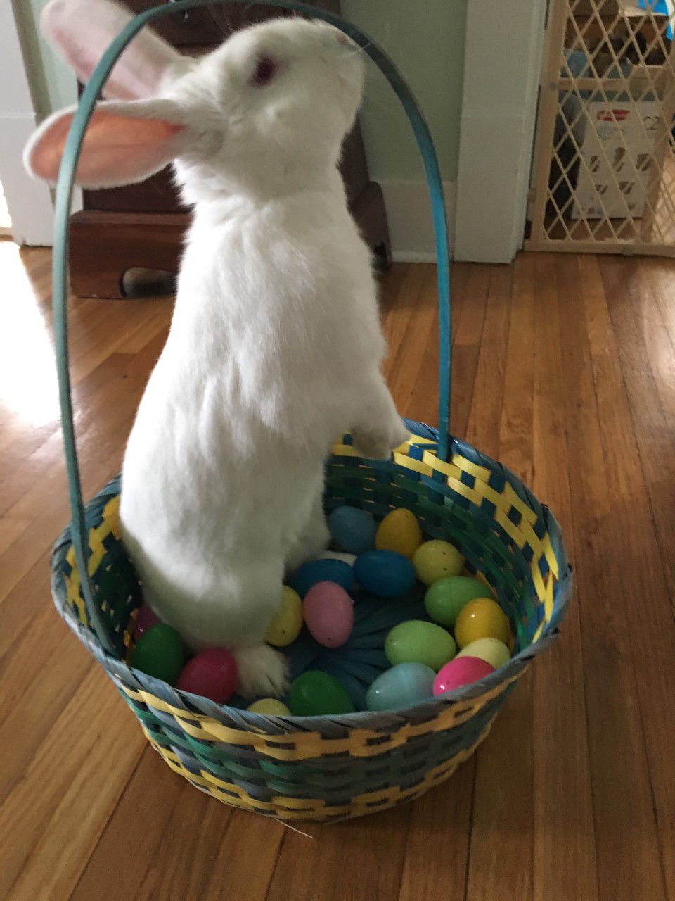 virtual-easter-bunny-meet-and-greets-arnie-in-his-basket