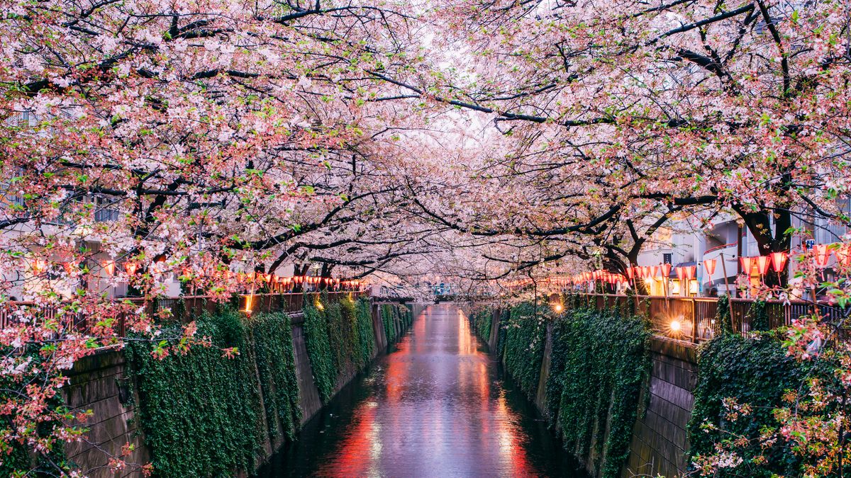 Cherry Blossom Trees Virtual Tours - How to Take a Free Google