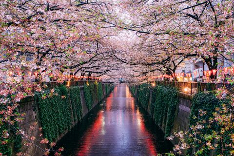 Virtual Tour of Cherry Blossom Trees on Google Earth
