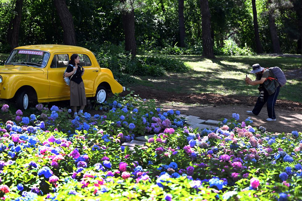 hydrangea flowers in full bloom in shenyang