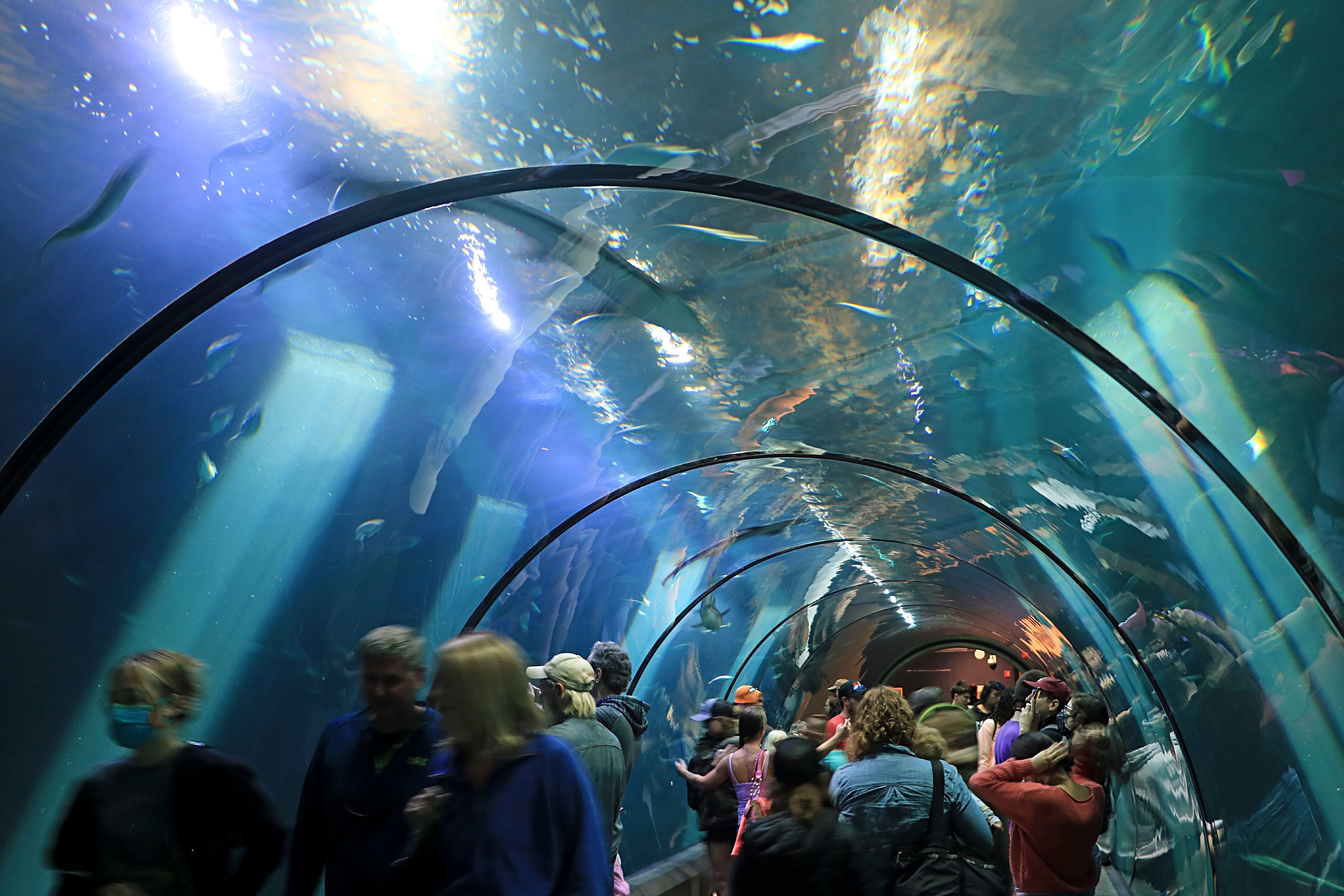 The 23 Best Aquariums in the U.S. - PureWow