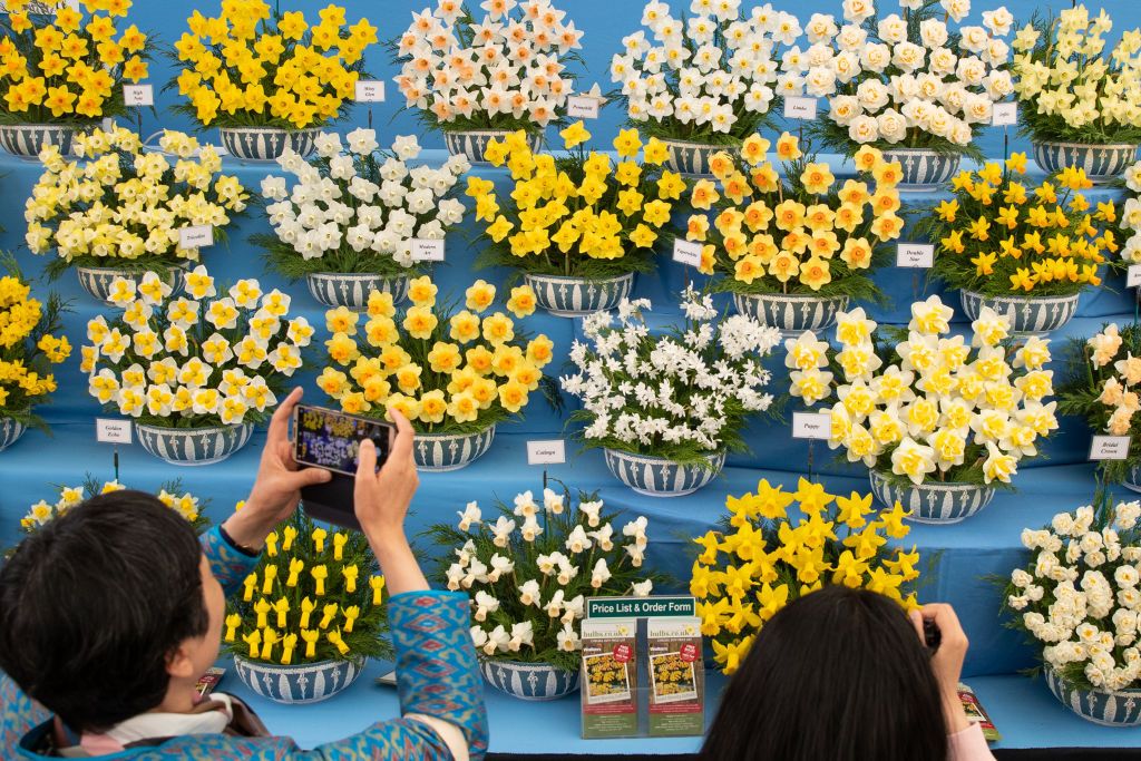 chelsea flower show 2019
