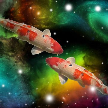 twee vissen zwemmen in het universum