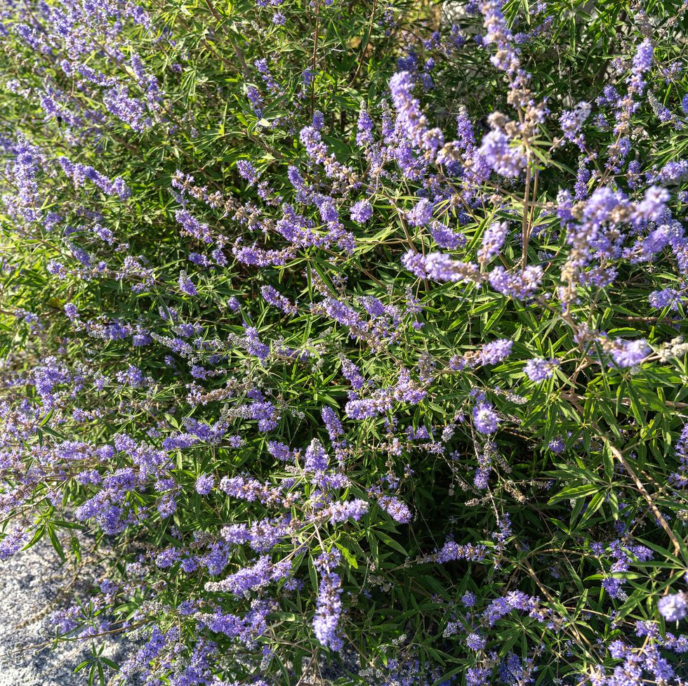vitex agnus castus also called vitex, chaste tree or chastetree, chasteberry, abraham's balm, lilac chastetree, or monk's pepper