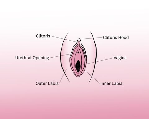 clitoris diagram