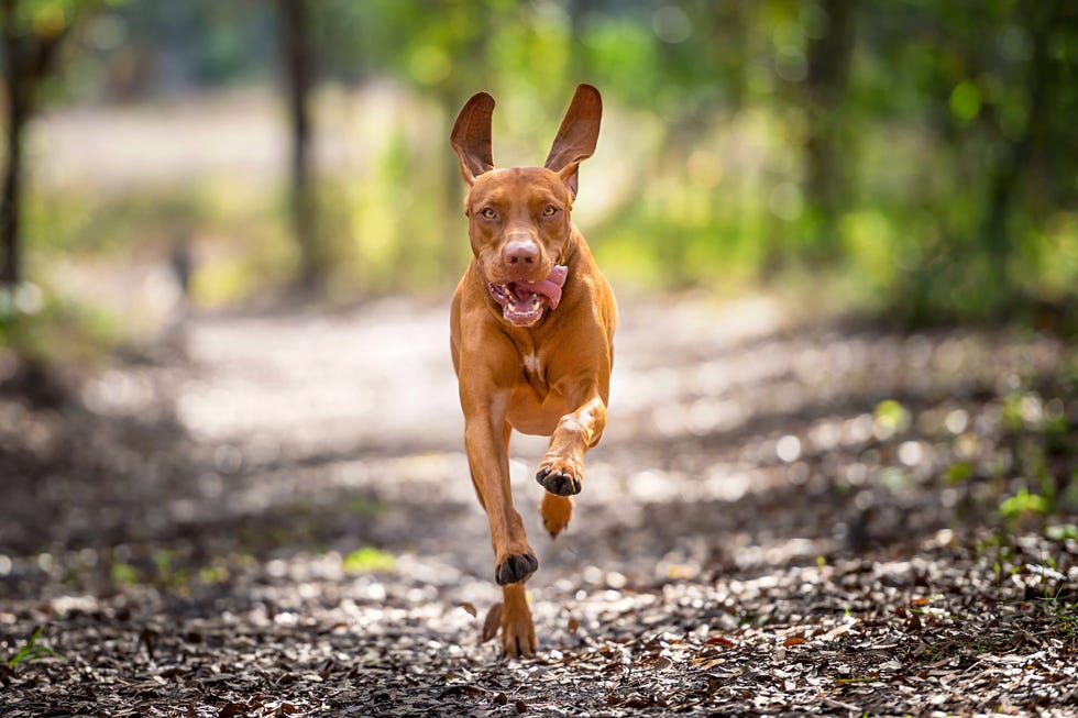 vizsla running