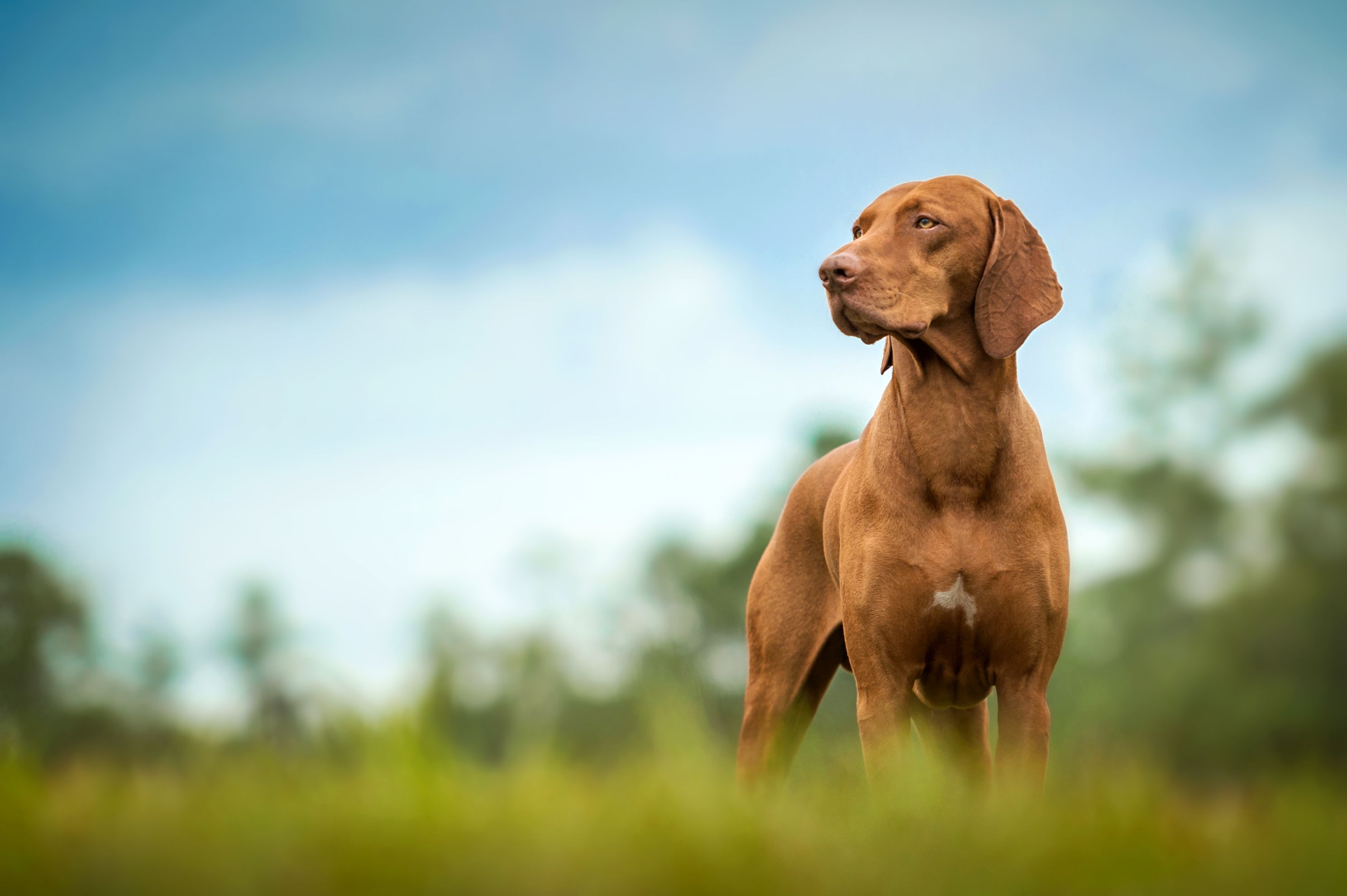 How Can Dogs Find Their Way Back Home