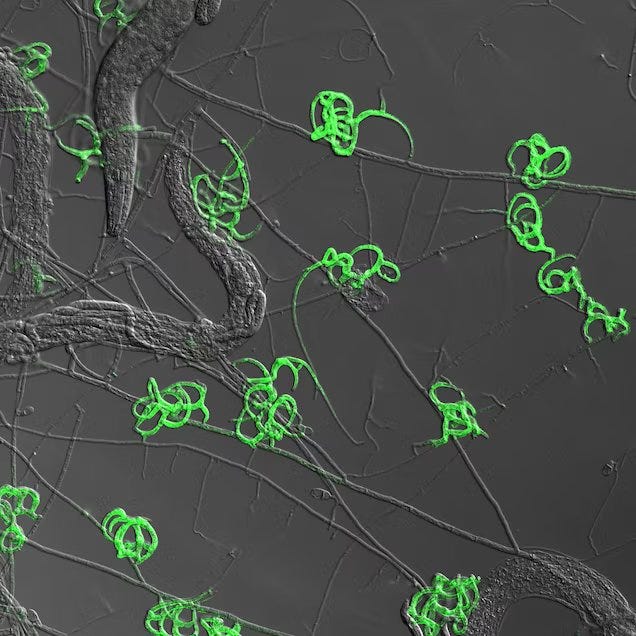 Arthrobotrys oligospora: The Fungus that Transforms into a Carnivore to Hunt Prey