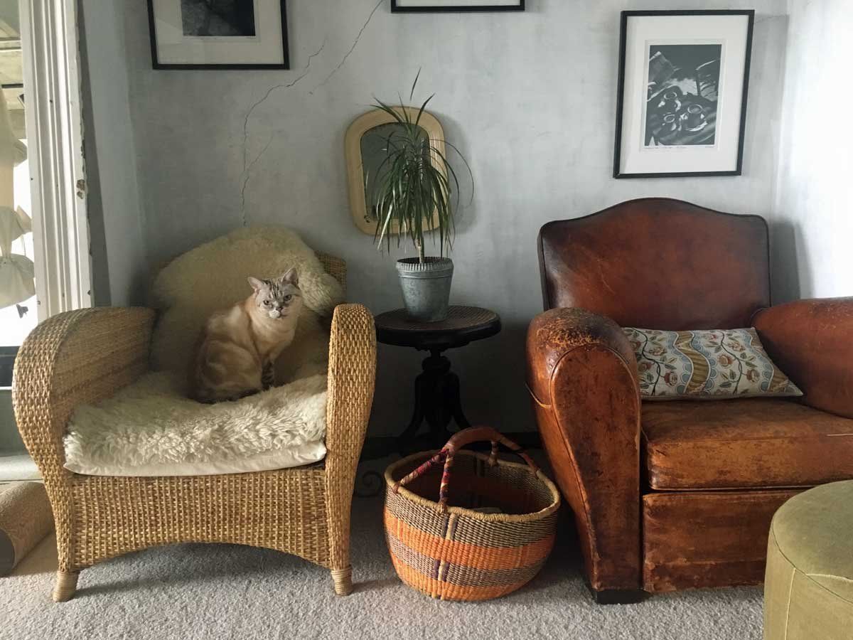 自慢の猫と椅子を披露！ 人気連載「#椅子と猫」まとめ｜ELLE DECOR