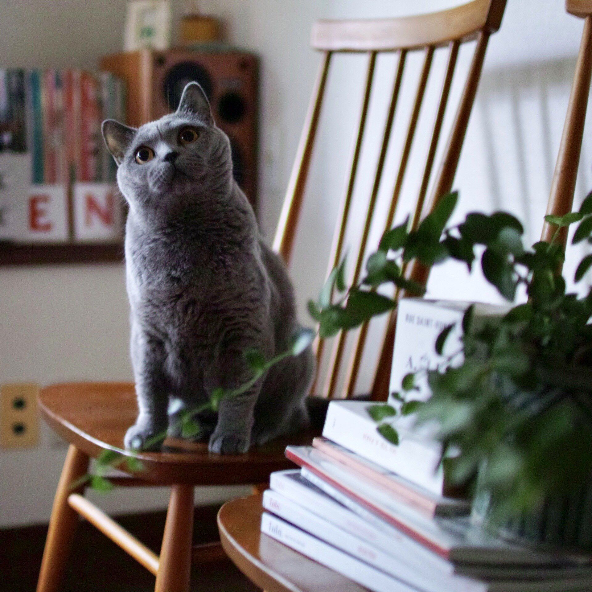 自慢の猫と椅子を披露！ 人気連載「#椅子と猫」まとめ｜ELLE DOCOR