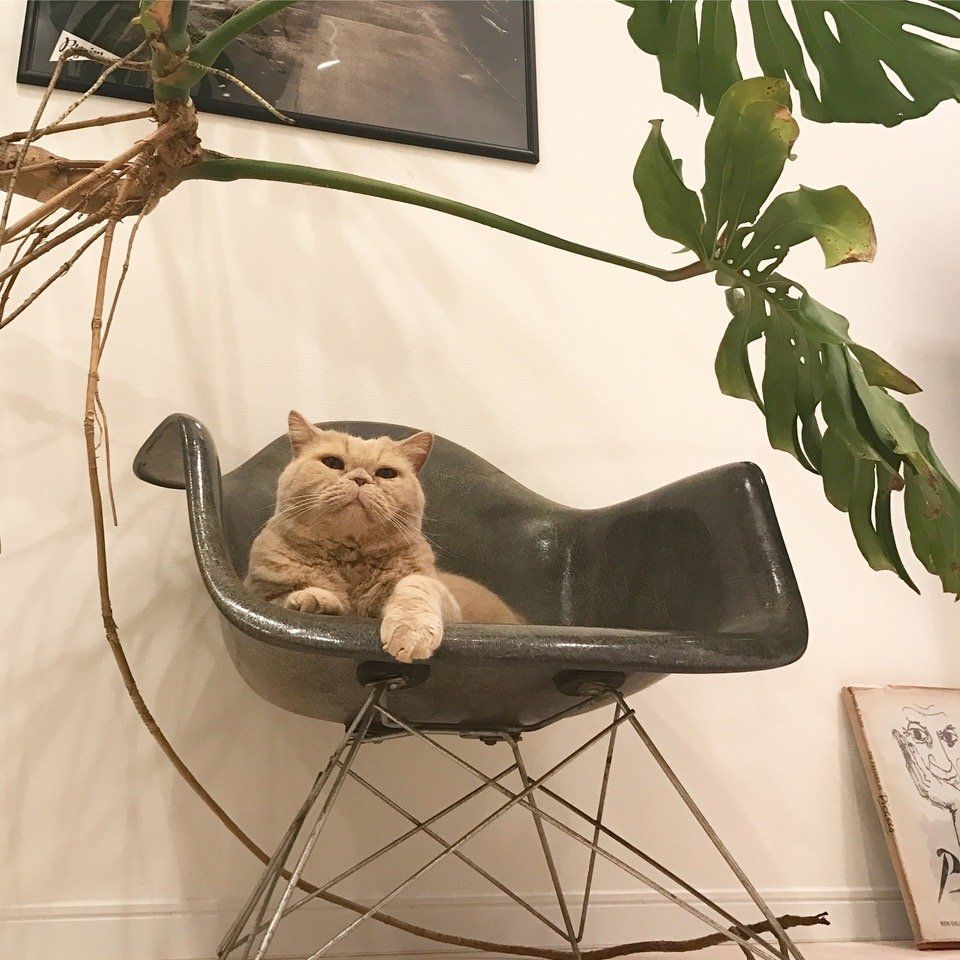 自慢の猫と椅子を披露！ 人気連載「#椅子と猫」まとめ｜ELLE DECOR［エル・デコ］