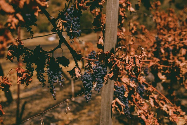 volker eisele family estate, grapevines