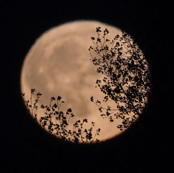 volle maan achter de bomen