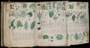 illustraties van planten in het voynich manuscript