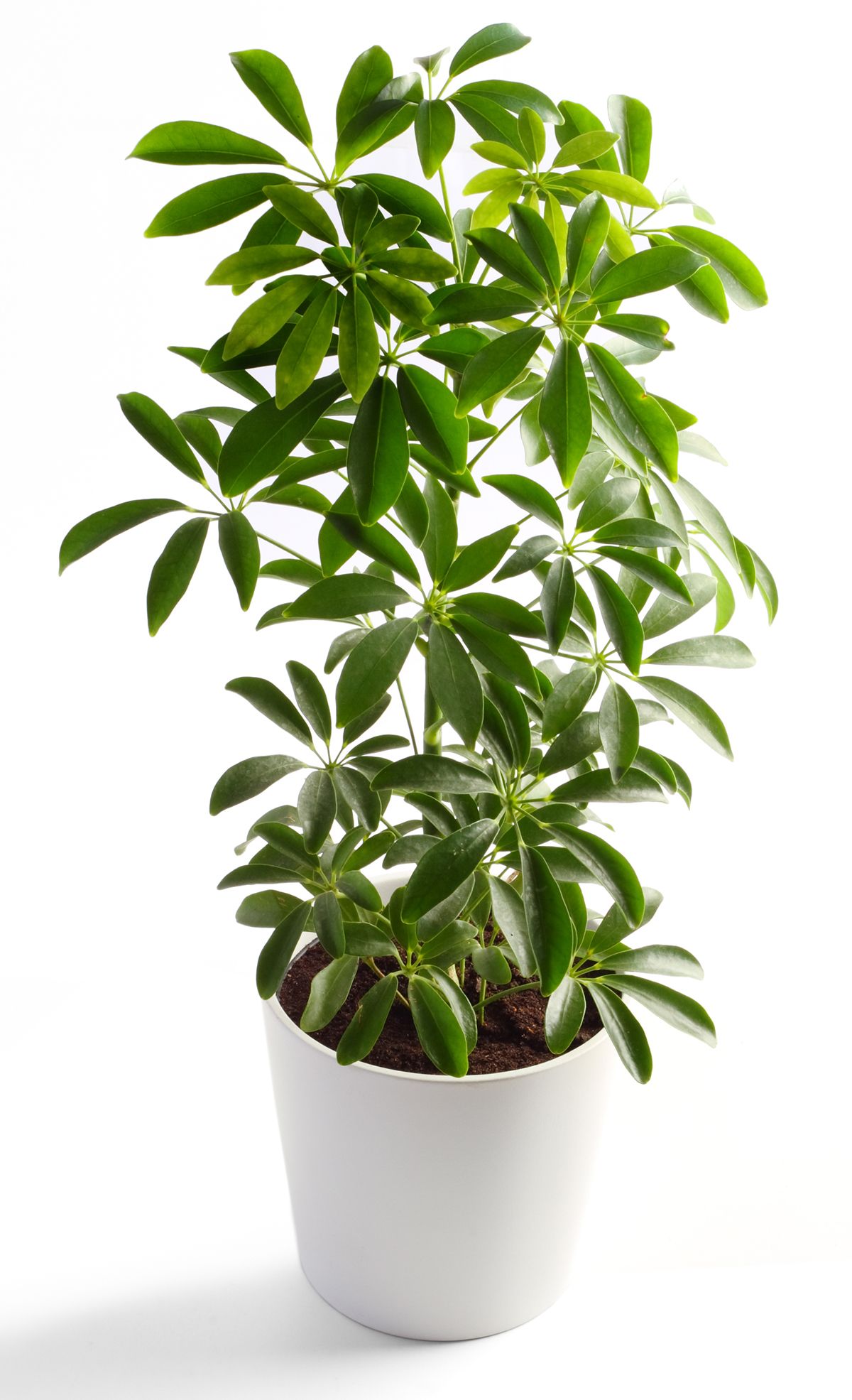 観葉植物でリビングをおしゃれに！飾り方のコツからおすすめ品種