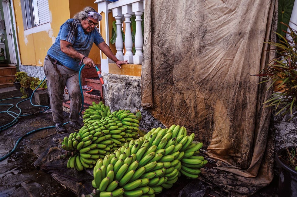 De uitbarsting trok een zware wissel op de bananenindustrie een belangrijke sector van de eilandeconomie Hier spoelt boer Santiago Alexis Hernndez Rondrguez het as van zijn fruit af Veel bomen zijn tijdens de uitbarsting bedolven vertelt hij Hernndez Rondrguez wil snel beginnen met herplanten maar andere bewoners zien de toekomst van de bananenexport somberder in