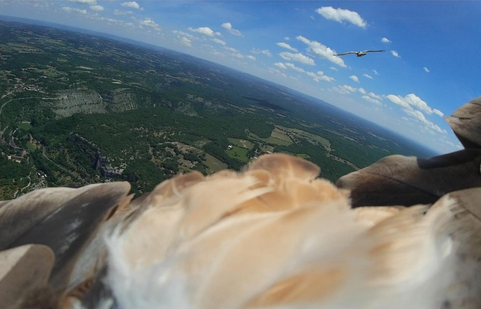 Vulture Flight